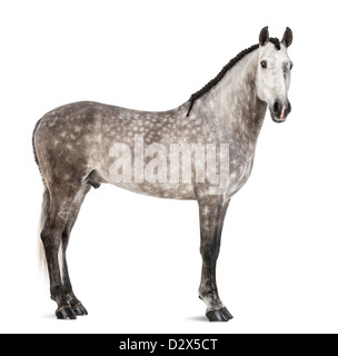 Andalou, 7 ans, également connu sous le nom de cheval espagnol pur ou pré, portrait contre fond blanc Banque D'Images