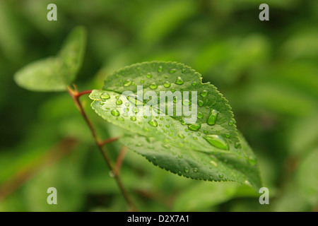 Green Tree leaf macro avec gouttes de pluie Banque D'Images