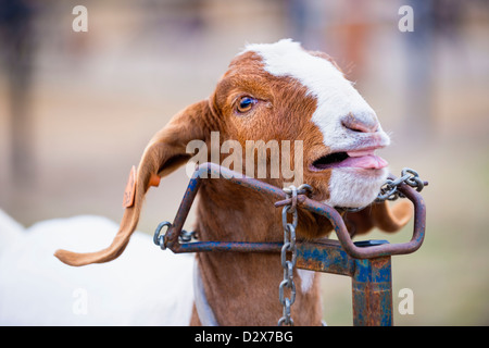 Un jeune bouc est lié à la chaîne de montage d'un stand pour le toilettage et la tonte Banque D'Images