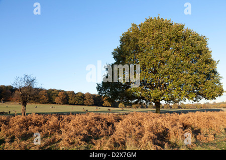 L'automne à Richmond Park, a Royal Park, à Londres Banque D'Images