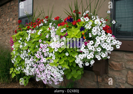 Un planteur fort rempli de fleurs annuelles Banque D'Images