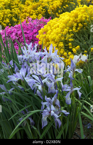 Pavillon bleu, panier-de-Or Alyssum et Creeping Phlox Banque D'Images