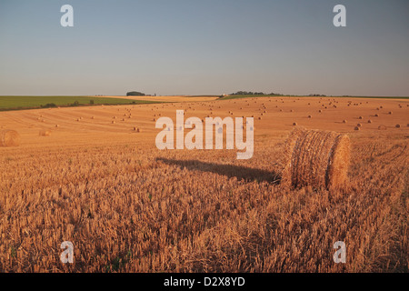 Un rouleau de paniers de paille (balles de foin) dans un grand champ de blé en France. Banque D'Images