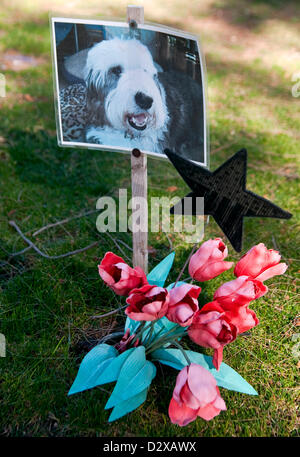 03 février 2013 - Calabasas, CA, US - Des milliers d'animaux sont enterrés à l'animal de Los Angeles Memorial Park. Quelque 80  % d'entre eux sont soit des chiens ou chats, mais le cimetière détient également le reste des chevaux, des lamas, des oiseaux, pot bellied porcs et singes araignées. Parmi les plus célèbres sont enterrés les animaux le Lone Ranger's horse 'Silver', le petit chien des gredins 'Petey,' et 'Tawny,' MGM's célèbre lion.(Image Crédit : © Brian Cahn/ZUMAPRESS.com) Banque D'Images