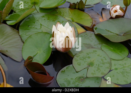 Ouvrir partiellement la floraison d'un nénuphar. Banque D'Images