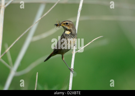 , Blaukehlchen Weibchen (Luscinia svecica) gorge bleu, femme • Bayern, Deutschland Banque D'Images