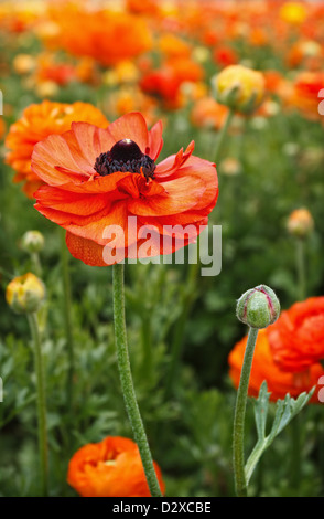 Une seule fleur renoncule orange, se distingue, entre un champ de couleur. Banque D'Images