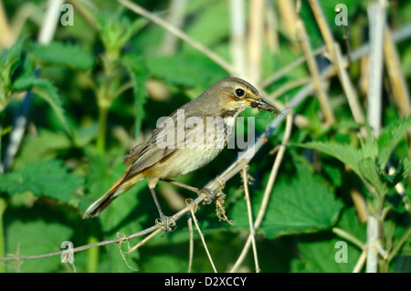 , Blaukehlchen Weibchen (Luscinia svecica) gorge bleu, femme • Bayern, Deutschland Banque D'Images