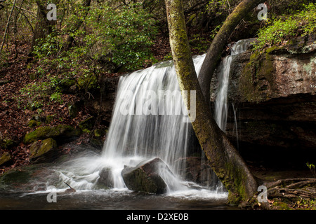 Laurel Falls dans la région de Desoto State Park California Banque D'Images