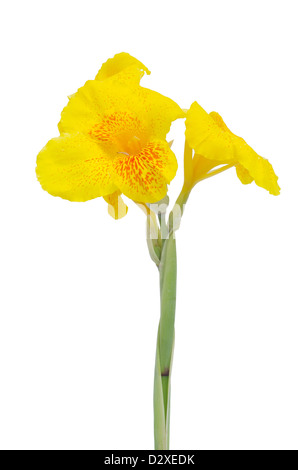 Fleur Canna jaune isolé sur fond blanc Banque D'Images