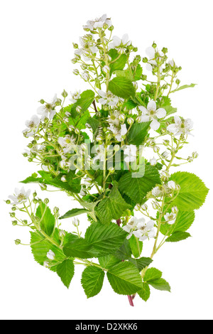 Backberry printemps fleurs blanches de bush sur les branches isolées Banque D'Images