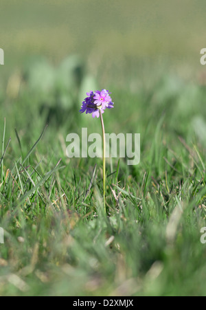 Ne m'oubliez pas, de petites fleurs en forme de cœur Banque D'Images