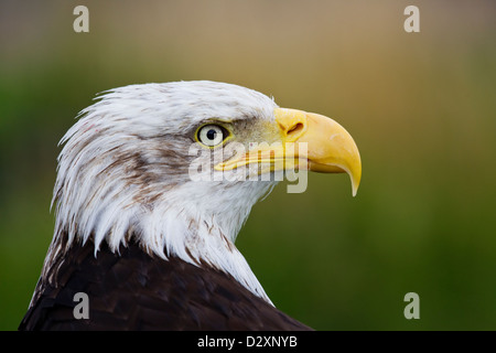 Pygargue à tête blanche Haliaeetus leucocephalus portrait portrait portrait de profil prises dans des conditions contrôlées Banque D'Images