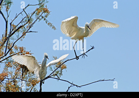 Little Egrets, Egretta garzetta, perché sur l'arbre dans la réserve naturelle de Camargue Provence France Banque D'Images