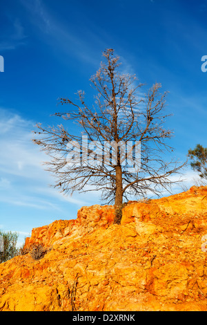 Murray River tree gum gommes mortes paysages paysage intitulé de la falaise Riverland Australie du Sud de l'eau de la rivière vers l'intérieur des terres australiennes Banque D'Images