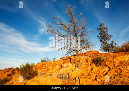 Murray River tree gum gommes mortes paysages paysage intitulé de la falaise Riverland Australie du Sud de l'eau de la rivière vers l'intérieur des terres australiennes Banque D'Images