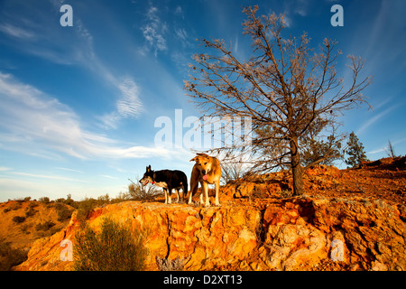 Murray River tree gum gommes mortes paysages paysage intitulé de la falaise Riverland Australie du Sud de l'eau de la rivière vers l'intérieur des terres australiennes Banque D'Images