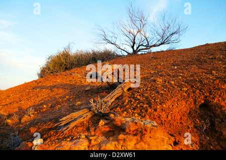 Murray River tree gum gommes mortes paysages paysage intitulé de la falaise Riverland Australie du Sud de l'eau de la rivière vers l'intérieur des terres australiennes Banque D'Images