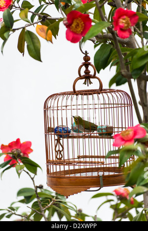 Un oiseau dans une cage en bambou suspendue à un arbre dans un parc à Hong Kong Banque D'Images