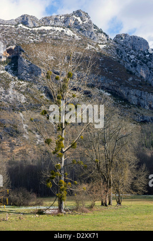 Grand arbre avec des grappes de gui et les montagnes derrière Banque D'Images