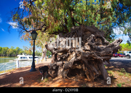 Racines d'un énorme gommier tombé sur les rives de la rivière Murray à l'ancienne douane sur la South Australian Victorian Banque D'Images