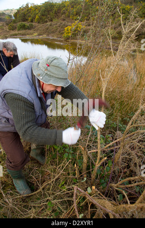 De grands travaux de conservation ; Seton papule, Cornwall, UK Banque D'Images