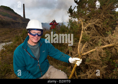 De grands travaux de conservation ; Seton papule, Cornwall, UK Banque D'Images