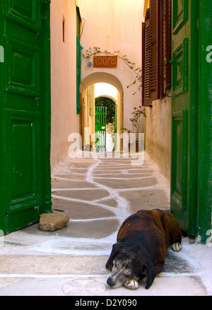 Mykonos.la Grèce. Un coin couchage Chien Marron noir en face de portes vertes et l'entrée d'un hôtel Banque D'Images