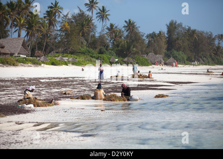 Les femmes de Zanzibar récoltés tri des algues à marée basse, Matemwe, Zanzibar, Tanzanie. Banque D'Images