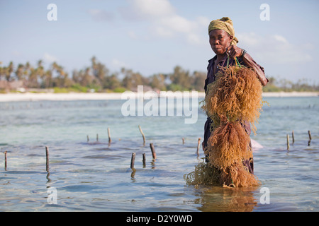 Femme de Zanzibar à marée basse avec des algues récoltées, Matemwe, Zanzibar, Tanzanie Banque D'Images