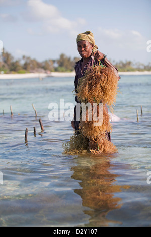 Femme de Zanzibar à marée basse avec des algues récoltées, Matemwe, Zanzibar, Tanzanie Banque D'Images