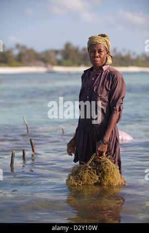 Femme de Zanzibar à marée basse avec des algues récoltées, Matemwe, Zanzibar, Tanzanie Banque D'Images