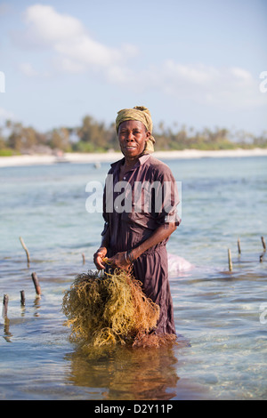 Femme de Zanzibar à marée basse avec des algues récoltées, Matemwe, Zanzibar, Tanzanie Banque D'Images