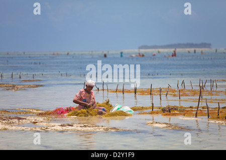 Femme à marée basse, les algues récoltées tri Matemwe, Zanzibar, Tanzanie Banque D'Images