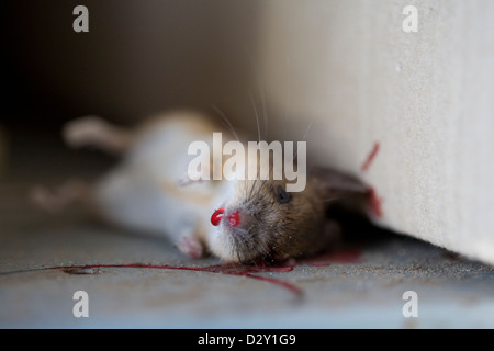 Une maison commune de la souris (Mus musculus) gisant mort dans un piège à souris en bois traditionnel. Banque D'Images