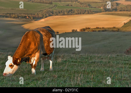 Une vache dans les South Downs avec prairies herbeuses et en fin d'après-midi la lumière dans l'East Sussex England UK Banque D'Images