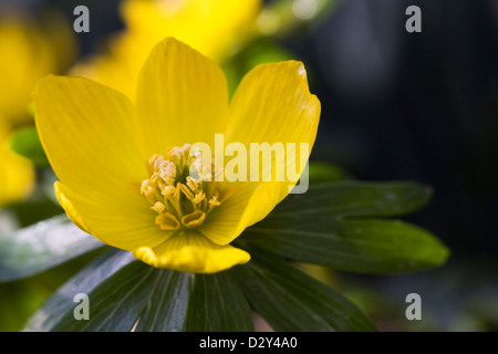 Eranthis hyemalis fleur en hiver. Gros plan d'une fleur aconit d'hiver. Banque D'Images