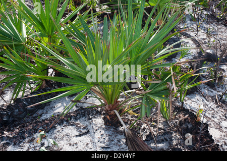 La côte de la Floride. Guana Tolomato Matanzas National Estuarine Research Reserve. La régénération de la végétation après le feu. Banque D'Images