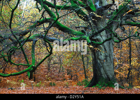 Un vieux hêtre couverts de mousse dans la forêt de Savernake Banque D'Images