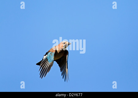 Eurasian Jay (Garrulus glandarius) en vol sur fond de ciel bleu Banque D'Images