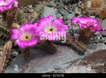 Lady Finger, Cactus Echinocereus pentalophus subsp. pentalophus, Cactaceae. Banque D'Images