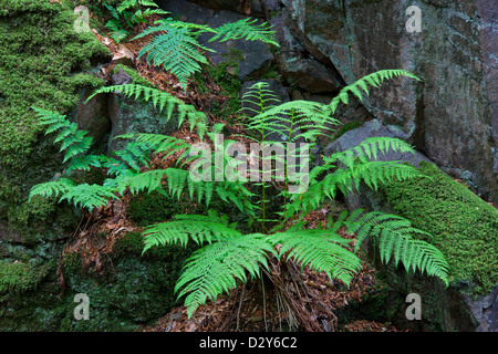 La Fougère mâle (Dryopteris filix-mas) croissant le long rock face à forest, Suède Banque D'Images