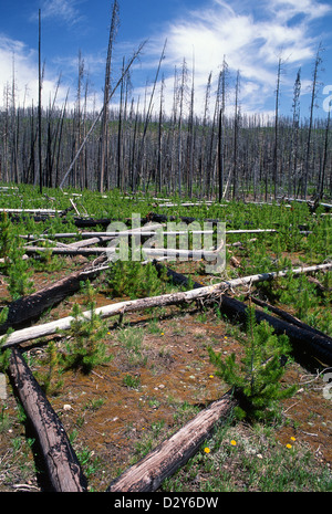 Le Parc National de Yellowstone Banque D'Images