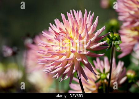 Dahlia Cactus 'Karma' Fleur sangria Banque D'Images