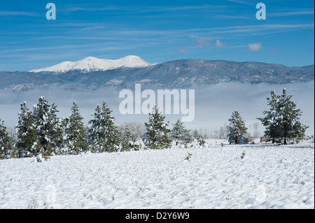 Les montagnes couvertes de neige dans l'arrière-plan sont les sommets et les bisons au milieu du brouillard au sol se trouve le long de la rivière Arkansas. Banque D'Images