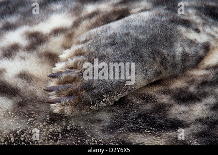 / Le phoque gris Le phoque gris (Halichoerus grypus) reposant sur la plage, près de la proue de retournement et griffes Banque D'Images