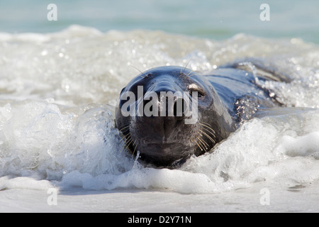 Close up of joint gris / phoque gris (Halichoerus grypus) lying on beach in the surf le long de la côte de la mer du Nord Banque D'Images