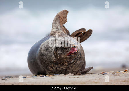 / Le phoque gris Le phoque gris (Halichoerus grypus) lying on beach et appelant le long de la côte de la mer du Nord Banque D'Images