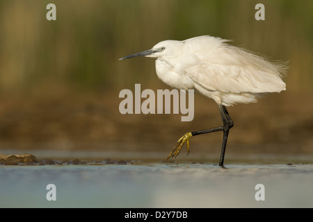 Aigrette garzette Egretta garzetta pataugeant en eau peu profonde montrant pieds jaunes Banque D'Images