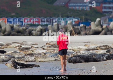 Les perturbations causées par l'obtenir trop près de curieux pour regarder les phoques gris / phoque gris (Halichoerus grypus) colonie sur beach Banque D'Images